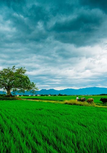 Agriculture