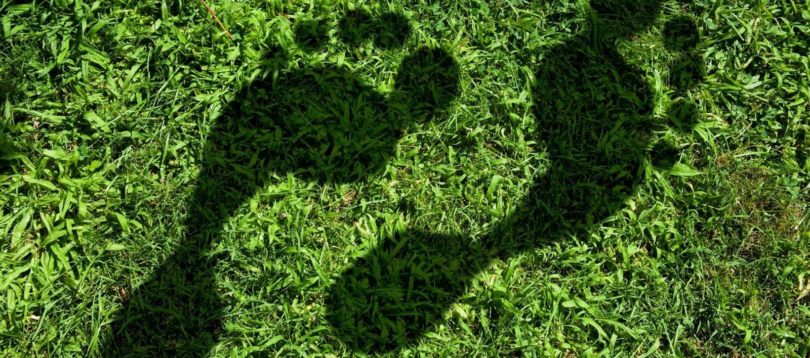 Carbon footprint report